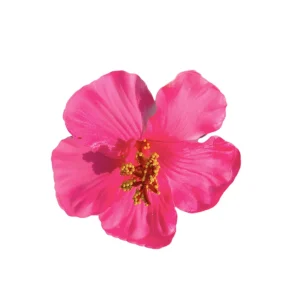 Barrette Fleur Vahiné – Rose