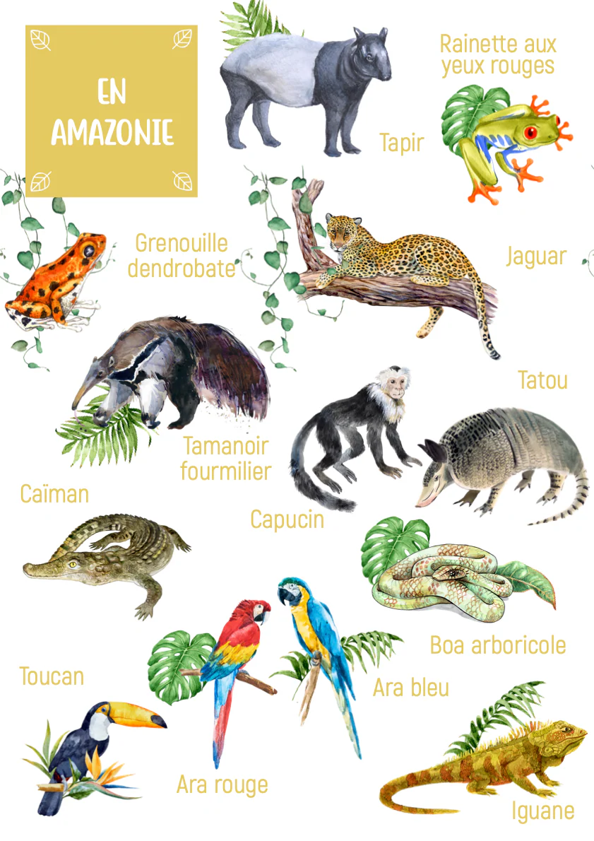 Posters des animaux d'Amazonie – Image 3