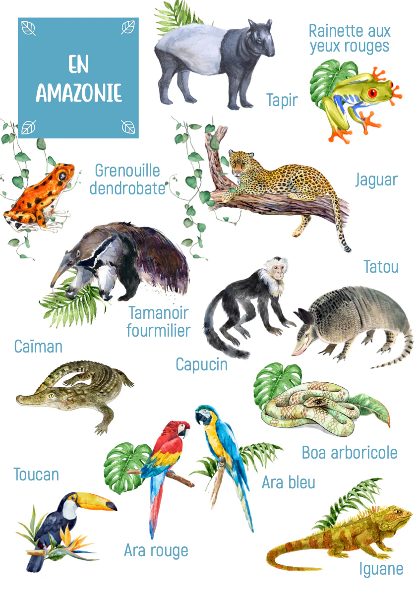 Posters des animaux d'Amazonie – Image 5