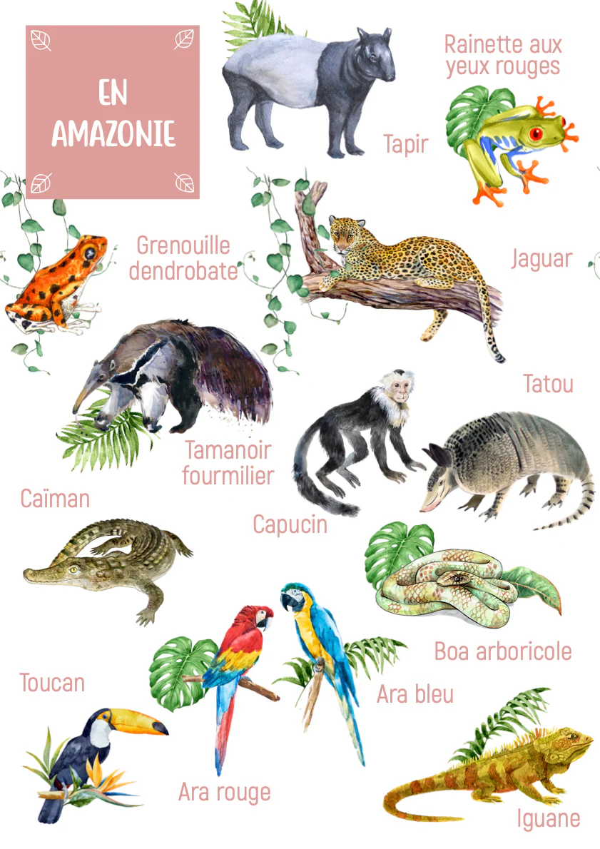 Posters des animaux d'Amazonie – Image 2