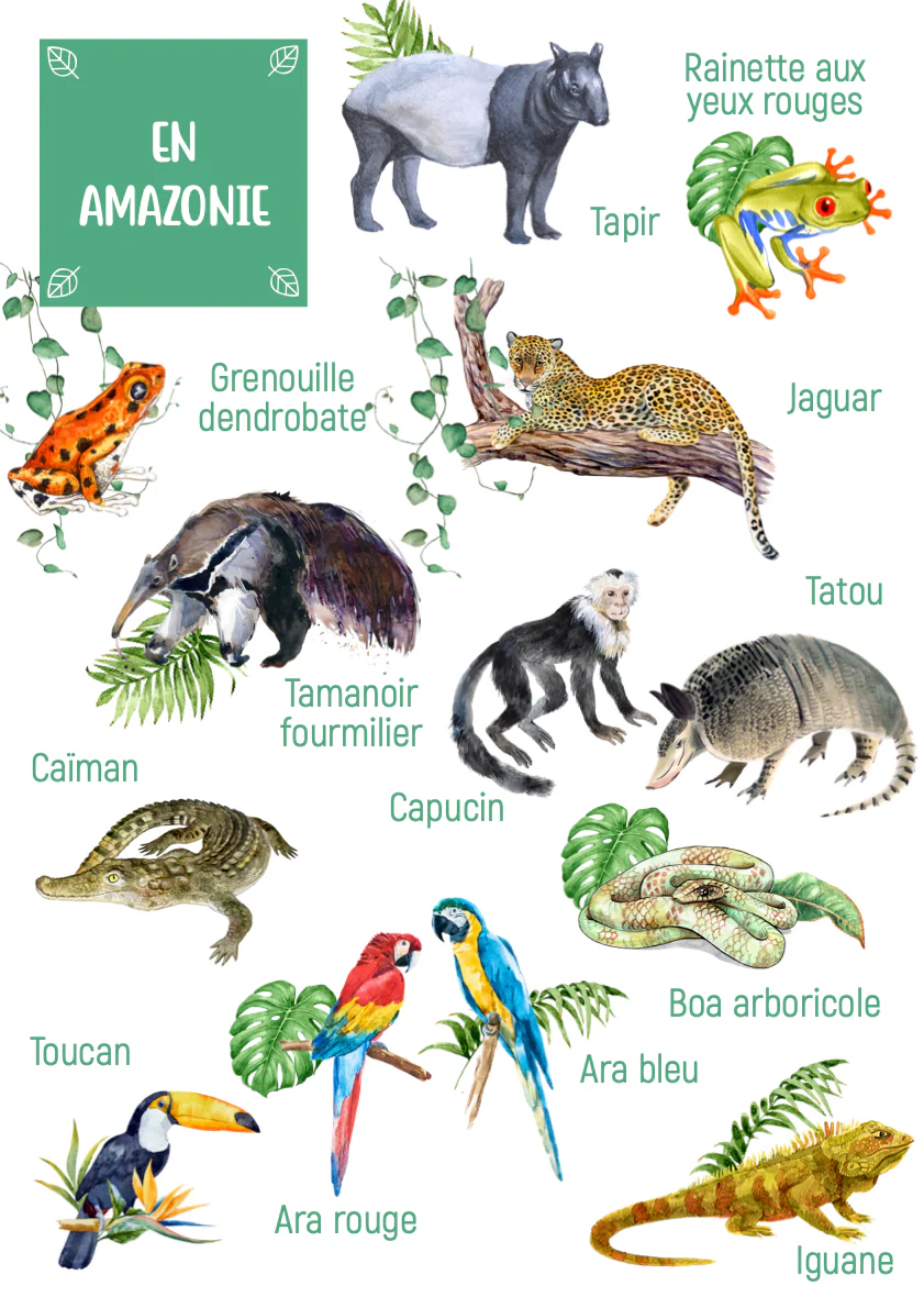 Posters des animaux d'Amazonie – Image 4